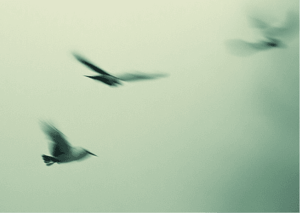 Birds flying